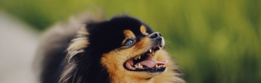 Common Causes of Bad Breath in Dogs