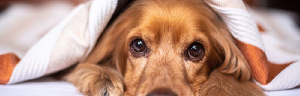 Chemotherapy Options for Cancer in Dogs