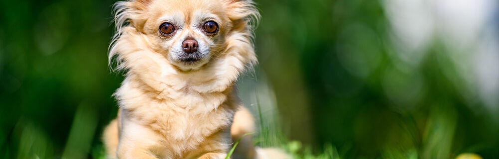 Lär känna hundrasen – Chihuahua