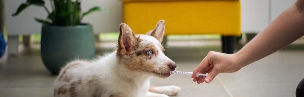 Pet Medication Guide: What Common Medications Can and Can't Dogs Take?