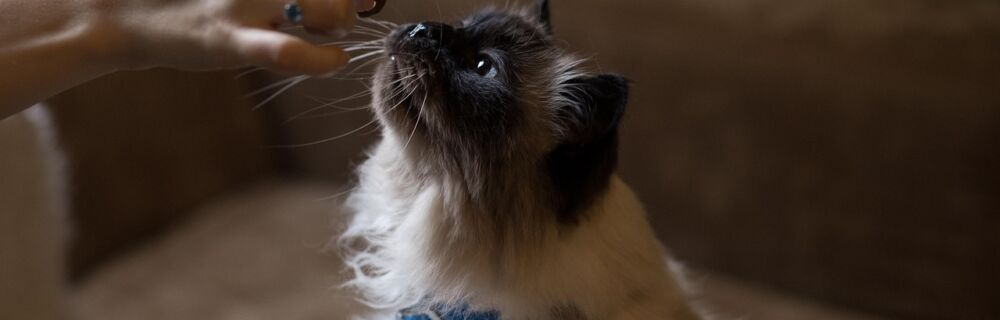 Våra bästa tips för kräsna katter