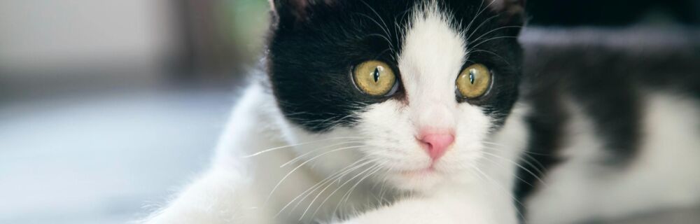 Causes and Treatment for Coughing in Cats