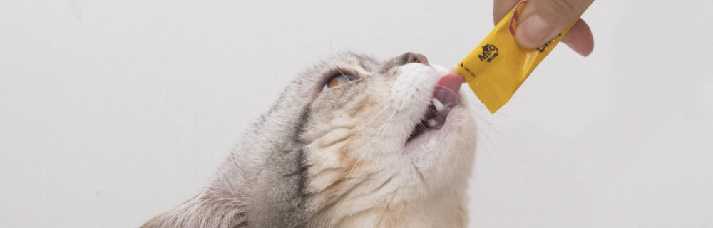 What are probiotics? Why and when should I give them to my dog or cat?