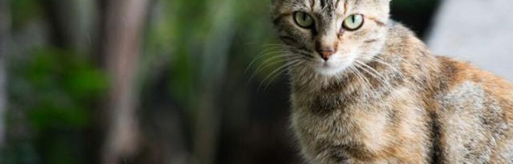 Why do cats hunt and how to reduce it?