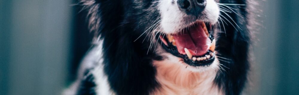 Brushing Your Dog's Teeth: Step-by-Step Instructions