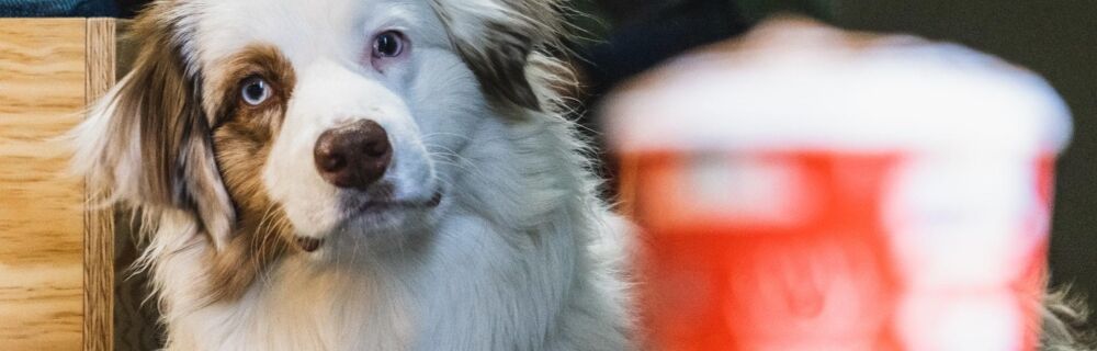 Coffee and Other Caffeine Dangers for Dogs