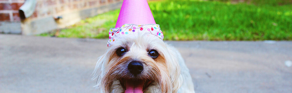 5 Ways to Celebrate Your Pet During Pet Wellness Month
