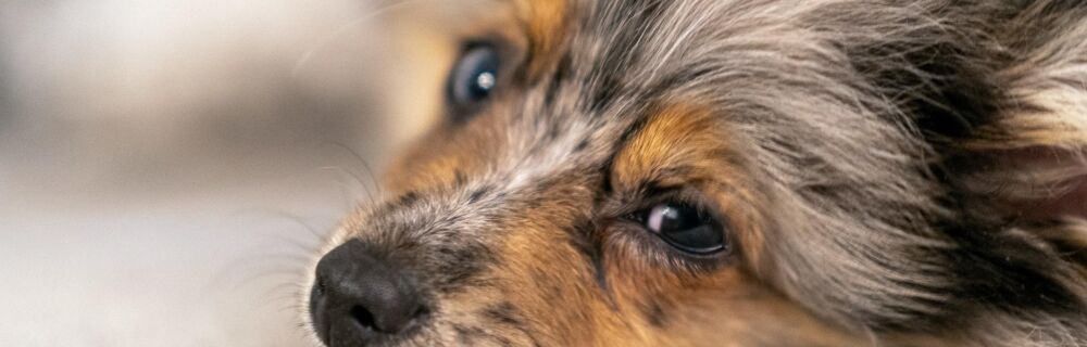 Ehrlichiose beim Hund: Symptome, Therapie und Heilchancen