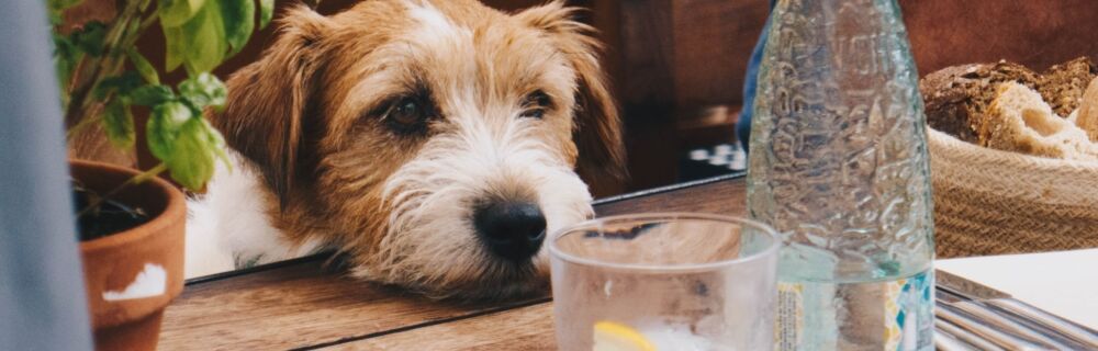 Can Dogs Drink Pedialyte?