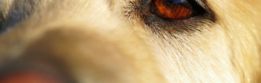 Dry Eye in Dogs and Cats