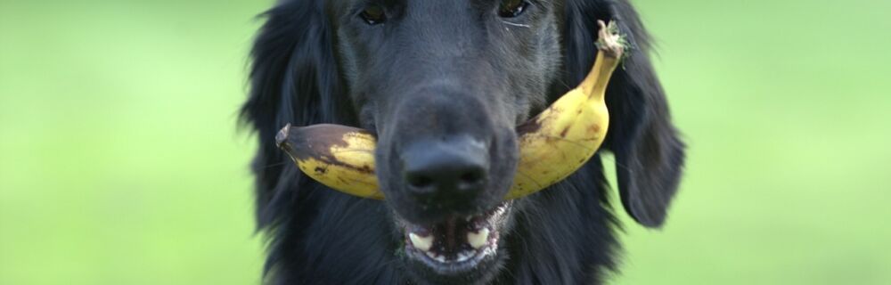 Can dogs eat bananas?