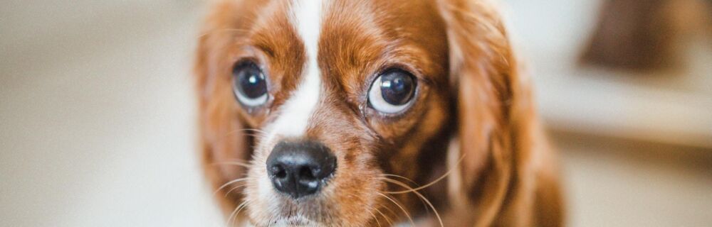 10 Facts About Your Dog’s Eyes