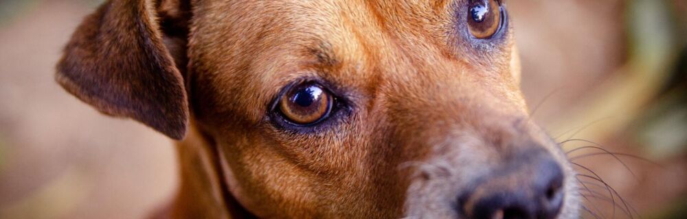 Uveitis in Dogs