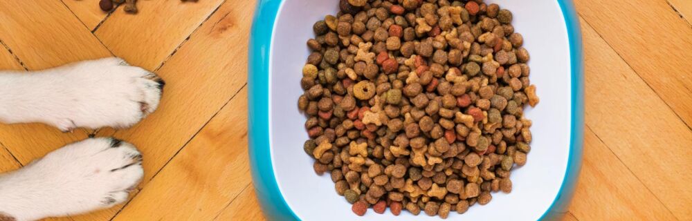 How to Perform a Food Trial for Your Pet’s Allergies