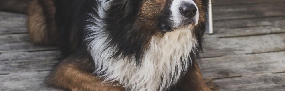 Warning Signs of Cancer in Dogs