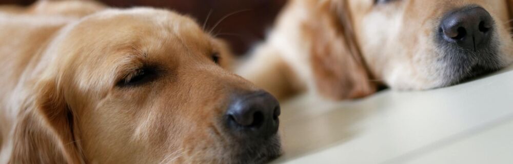 Anaplasmose beim Hund: Symptome, Therapie und Erfahrungen