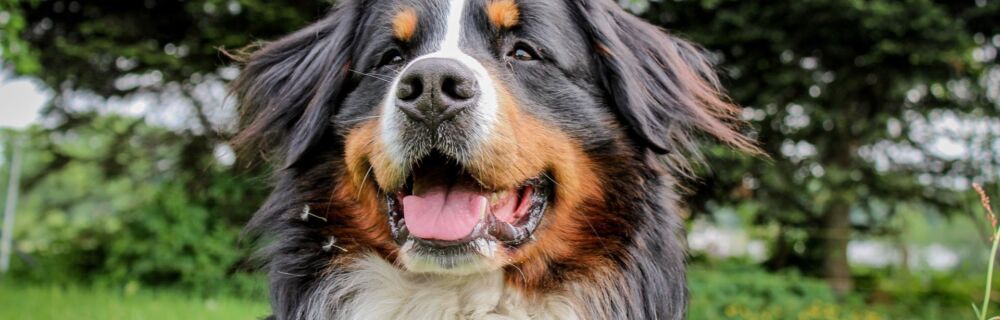 Gastric ulcers and gastritis in dogs