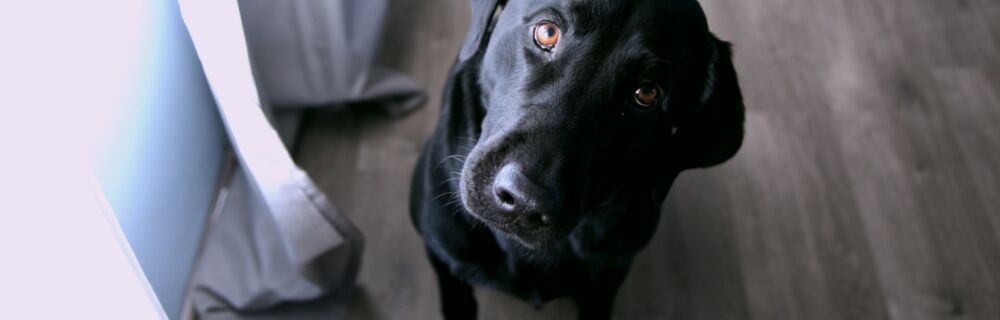 Kreuzbandriss beim Hund - Symptome & Behandlung (inkl. der Frage OP - ja oder nein?)