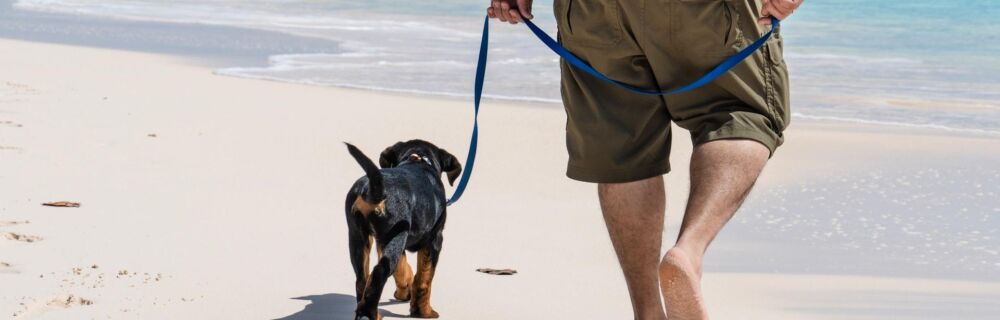 Tips for Training Your Dog to Walk on a Leash