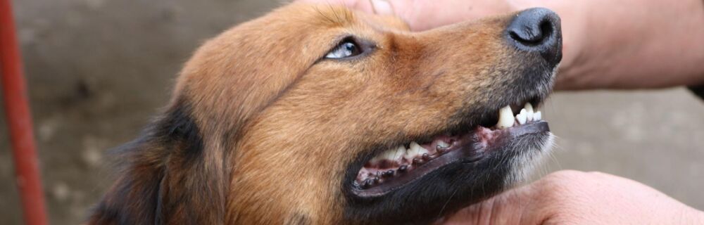 Is it normal for dogs to lose their teeth?