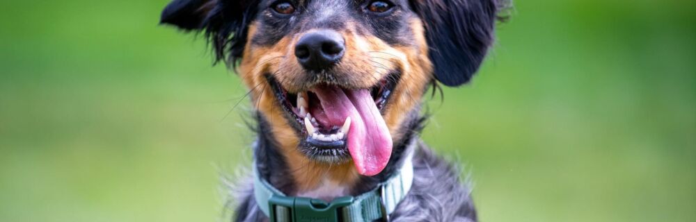 What to Expect if Your Dog Has a Root Canal