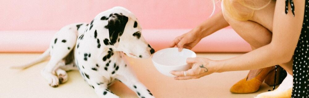 Is it ok to give my dog plant-based milk?