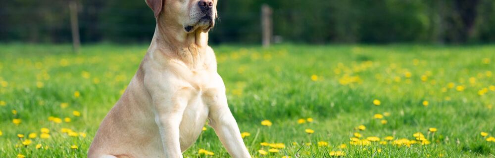 Everything You Need to Know About Vomiting in Dogs