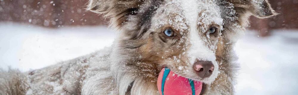 Hunde im Winter: 16 ultimative Tipps für die kalte Jahreszeit + Indoorspiele