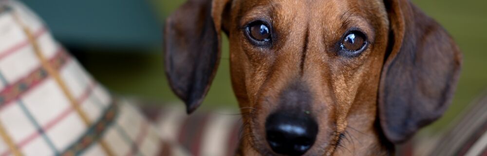 Pinnal Vasculitis: Why are my dog's ears crusty?