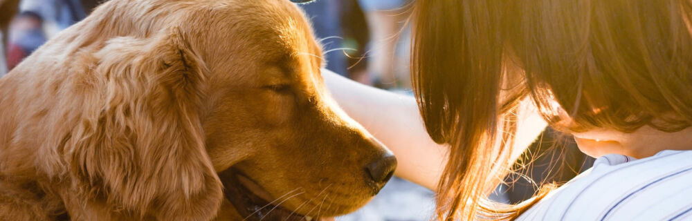 Epilepsie bei Hunden: Ursachen, Symptome und Behandlung