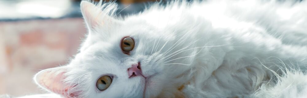 Augenentzündung bei der Katze: Erkennen & handeln