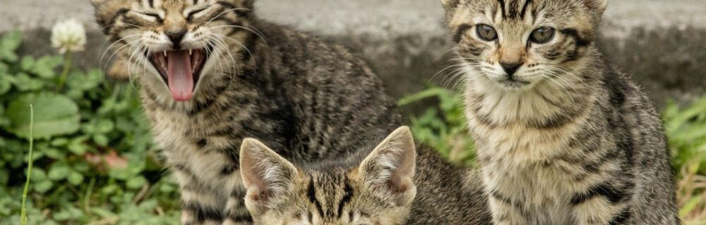 Protecting Your Cat from Feline Distemper