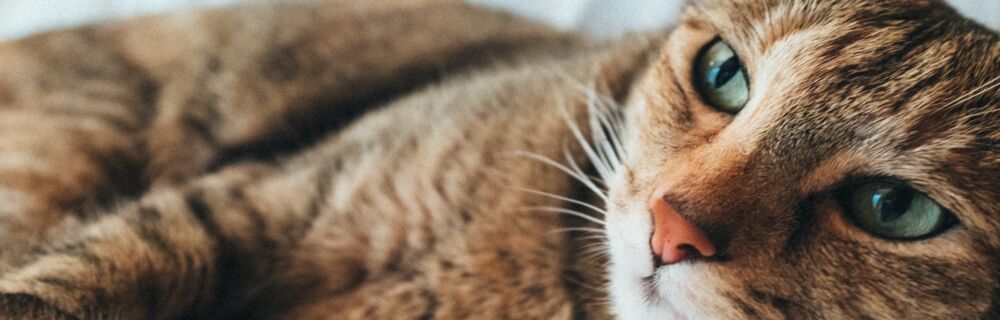 Katteleukæmi (FeLV) hos katte