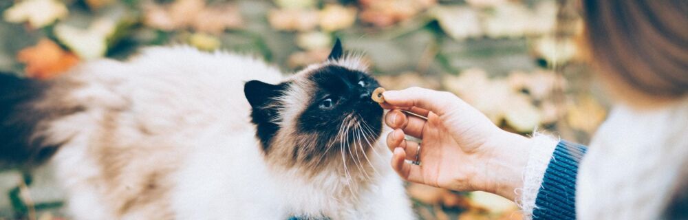 Kissan ruoka-aineallergia ja sen hoito