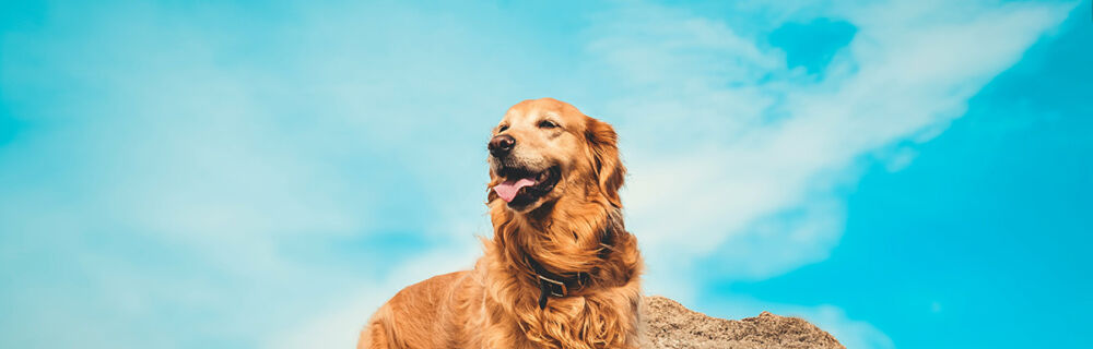 Lär känna hundrasen - Golden retriever