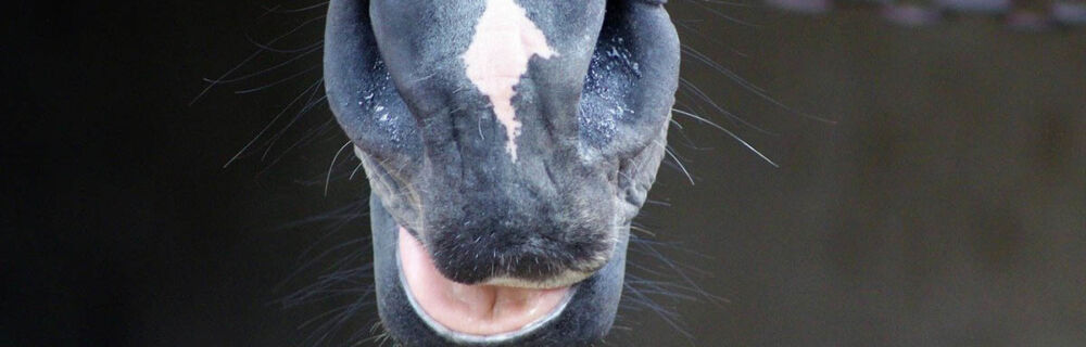Hevosen tavallisimpia hammasongelmia