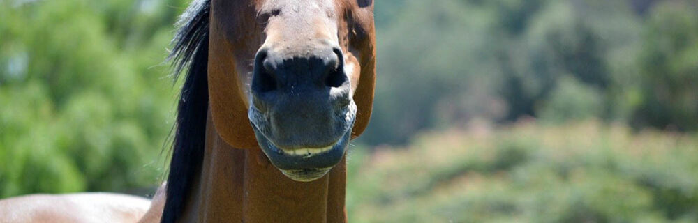 Tandvård hos häst