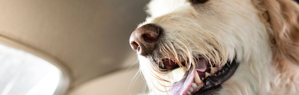 Heat stroke in dogs - what signs should you look out for?