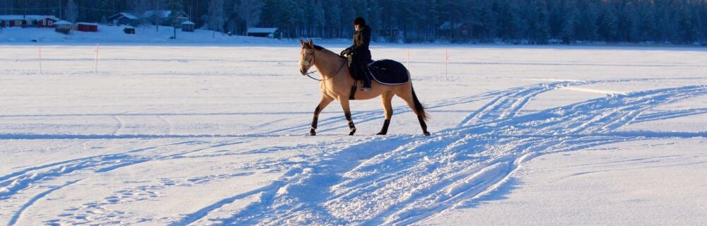 6 important winter tips for horse owners