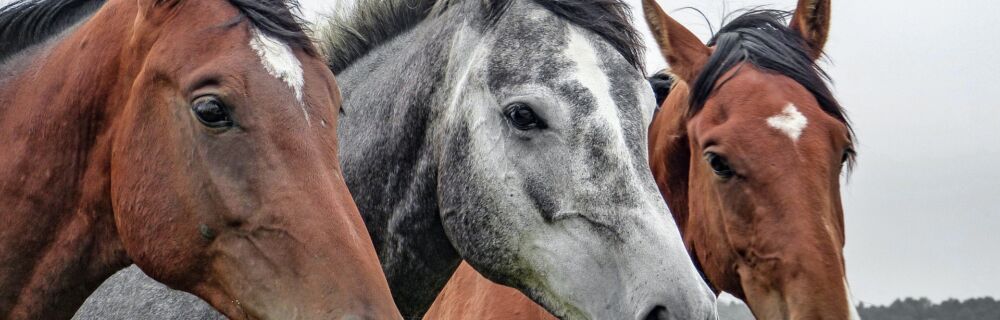 Coronavirus hos häst - 7 expertsvar om hästens coronavirus