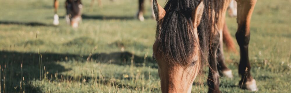 Zecken beim Pferd und welche Erkrankungen übertragen werden können