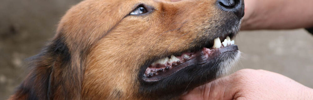 Tændernes og mundens anatomi hos hunde