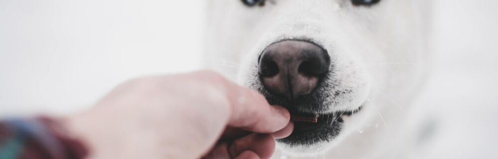 How to Give Your Dog Oral Medication