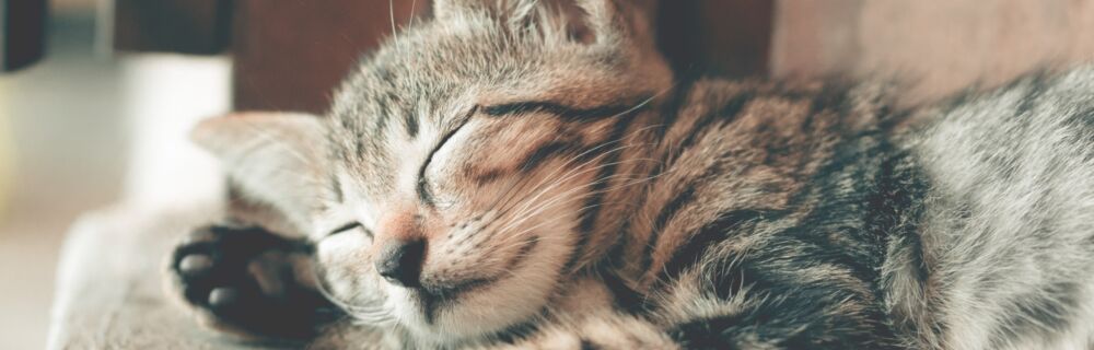 Common Causes of Itchy Ears in Cats