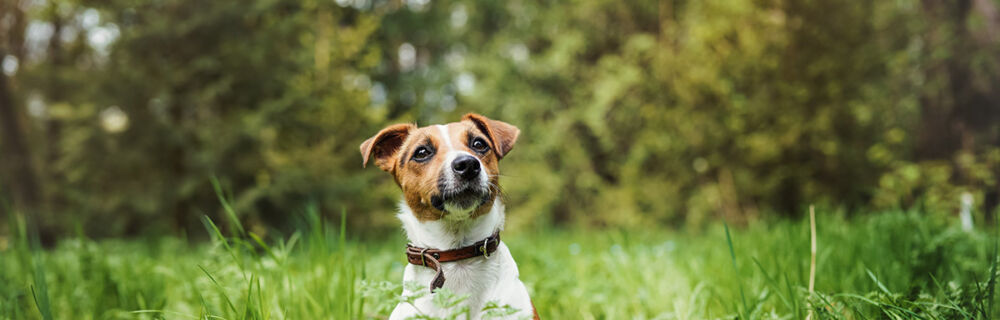 Lär känna hundrasen – Jack Russell Terrier