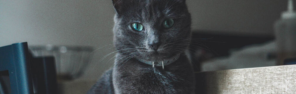 Niereninsuffizienz Katze: Dein Ratgeber von Tierärzten