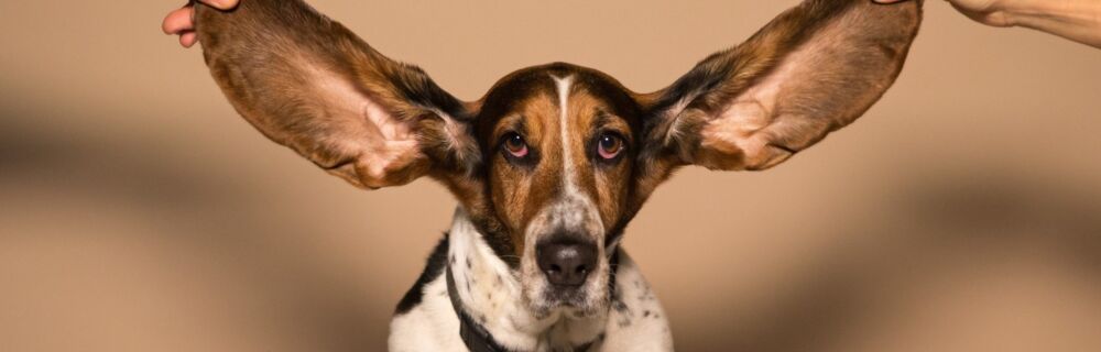 What are the most common ear problems in dogs?
