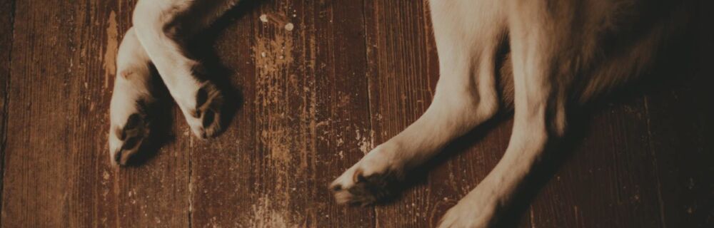 Lahmheit beim Hund: Was tun? Symptome & Behandlung