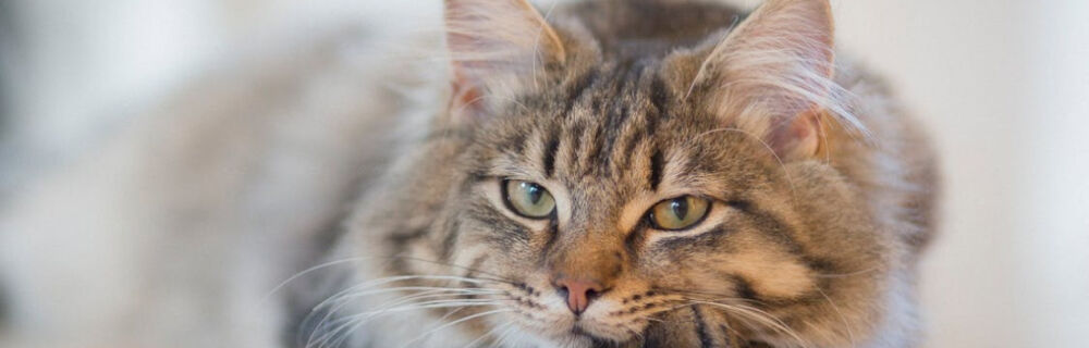 Guide – allt du behöver veta om att kastrera din katt