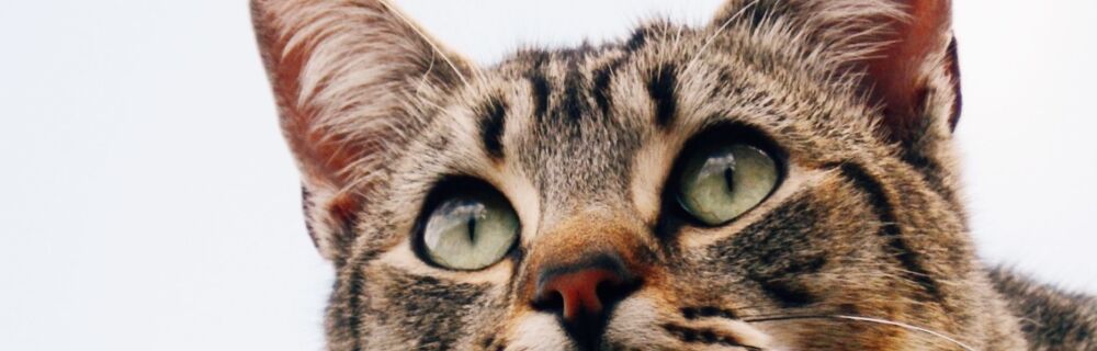 How to deal with your cat’s ear infection (otitis externa)?